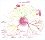 Humani Papiloma Virus